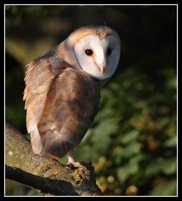 Barn Owl 