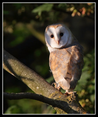 Barn Owl 