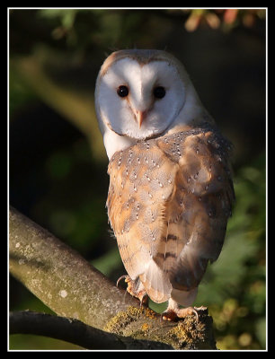 Barn Owl 