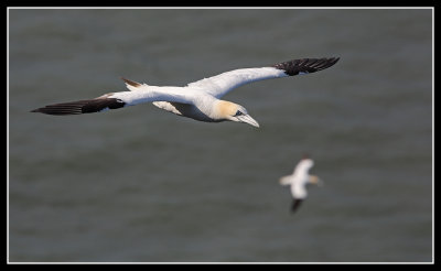 Gannets soaring