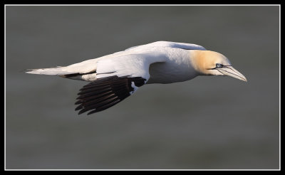 Gannet 