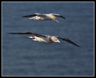 Youngster and adult soaring