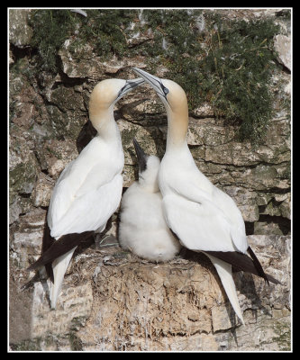 Gannet family greeting