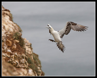 Coming into land