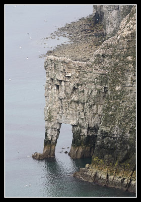 The arch, Bempton Cliffs