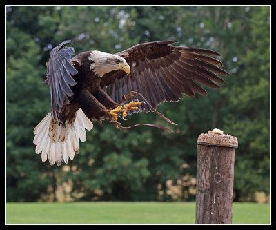 Bald Eagle 