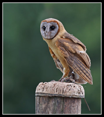 Ashy Faced Owl 