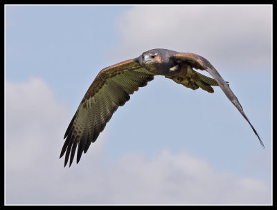 Buzzard Eagle 