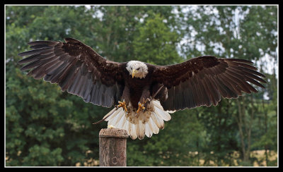 Bald Eagle 