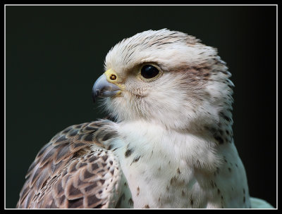 Saker Falcon 