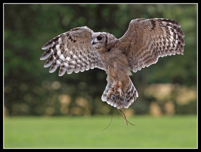 Young Eagle Owl 