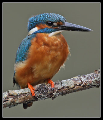 Portrait of male kingfisher