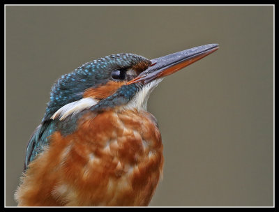 Close up of female kingfisher