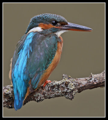 Female kingfisher looking good