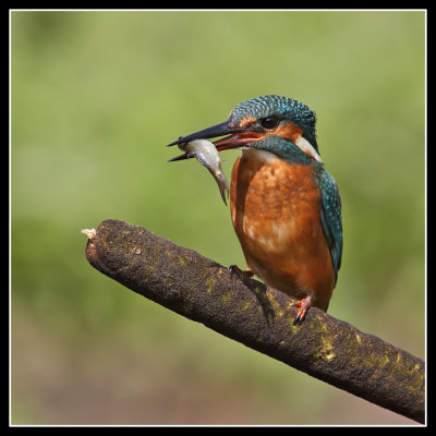 Kingfishers