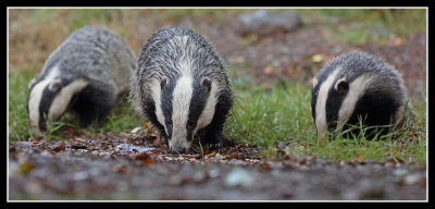 Family forage