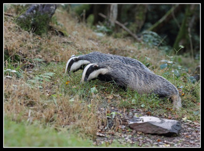 Badgers