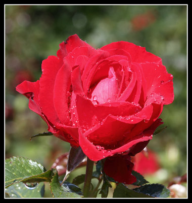Rainy Rose, Rosemoor