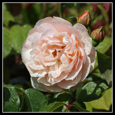 Rose and buds, Rosemoor
