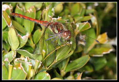 Dragonflies and Damselflies