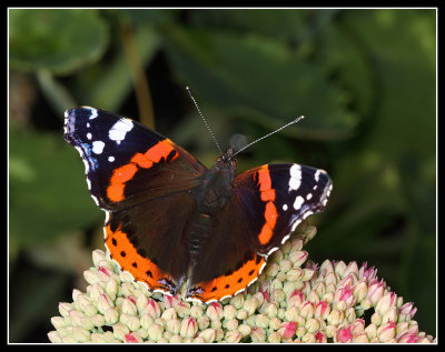 Red Admiral 