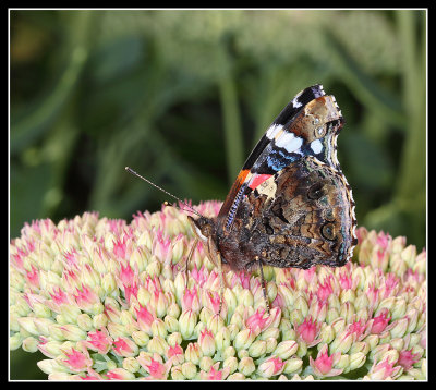 Red Admiral 