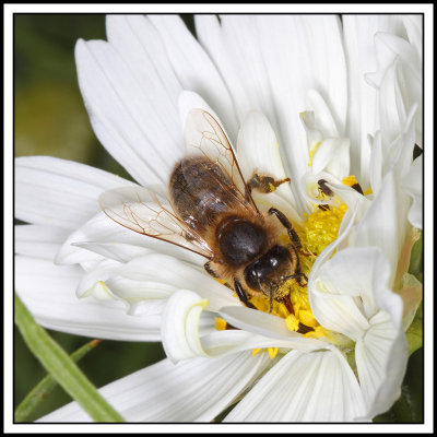 Cosmos and Bee 