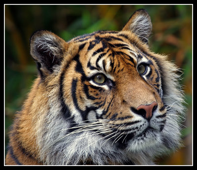 Sumatran Tiger, Taronga Zoo