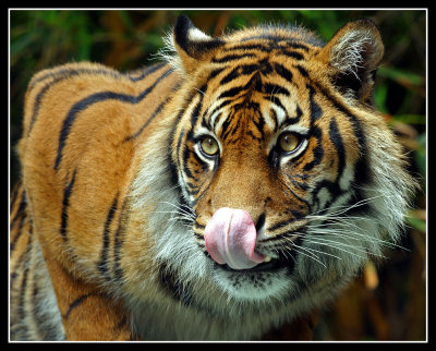 Sumatran Tiger, Taronga Zoo