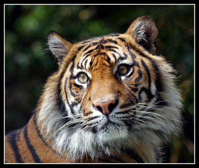 Sumatran Tiger, Taronga Zoo