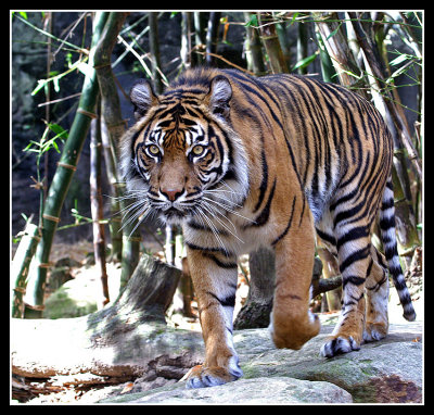 Sumatran Tiger, Taronga Zoo