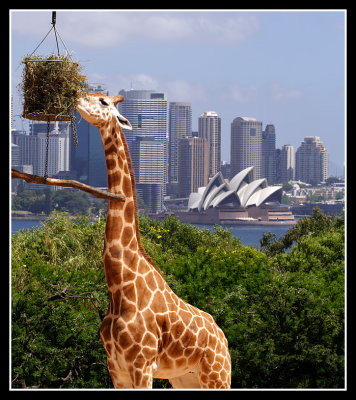 The zoo with a view!