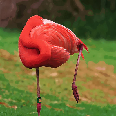 Digital Painting Birds