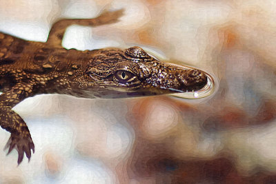 Digital Painting Animals