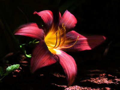 Hemerocallis_flower