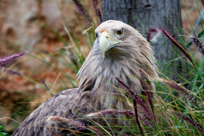 Eagle_in_the_grass