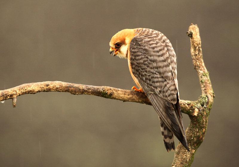 Roodpootvalk - Red-footed Falcon