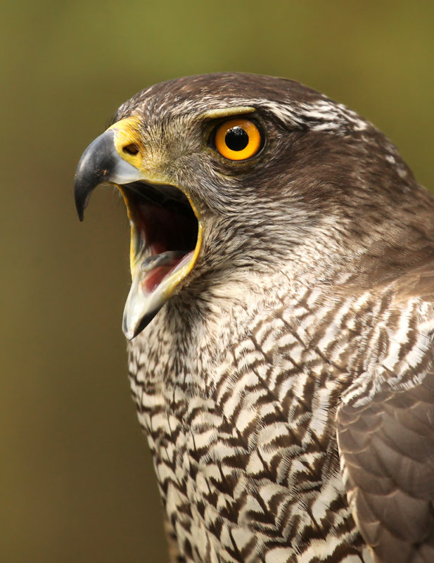 Havik - Goshawk