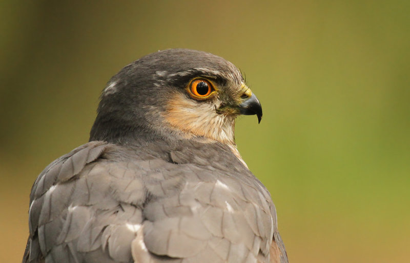 Sperwer - Sparrowhawk