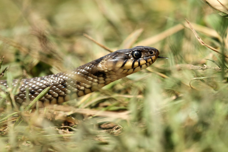 Ringslang - Grass Snake
