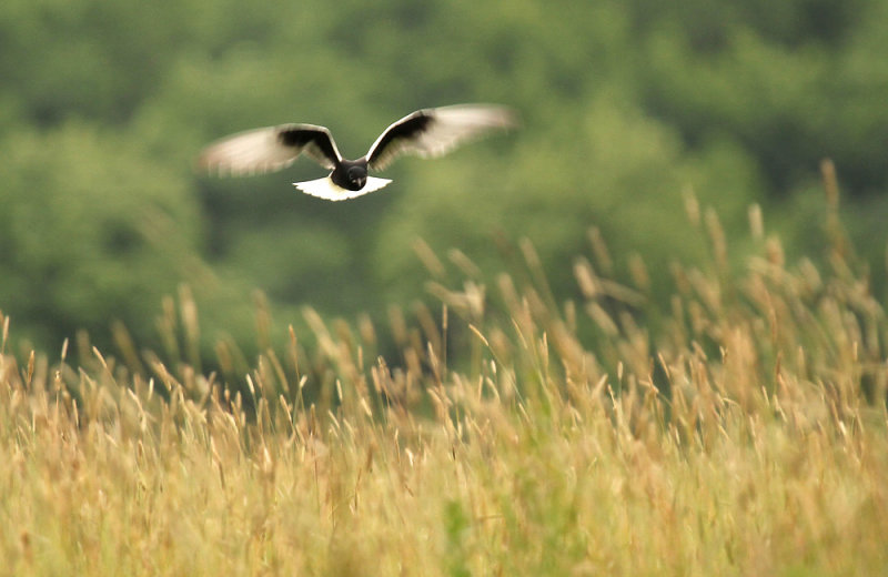 Witvleugelstern - White-winged Black Tern