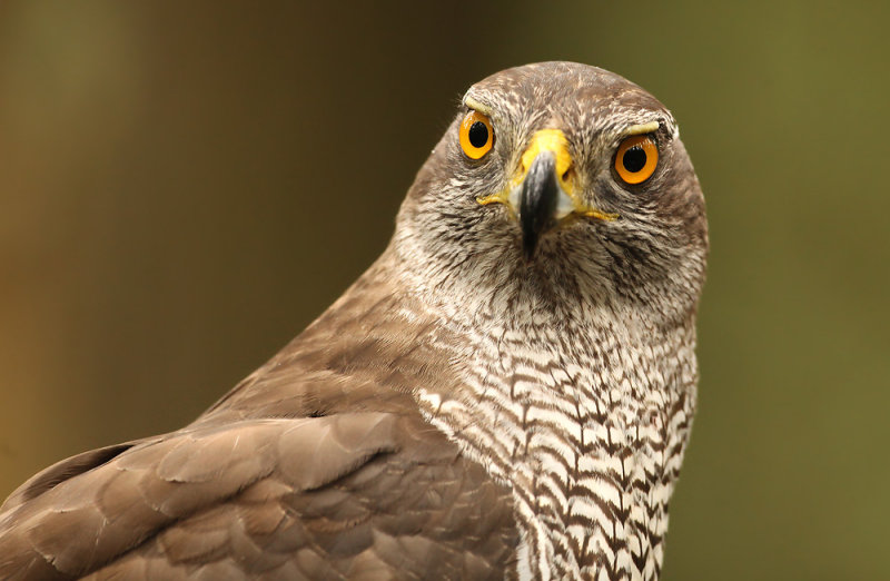 Havik - Goshawk