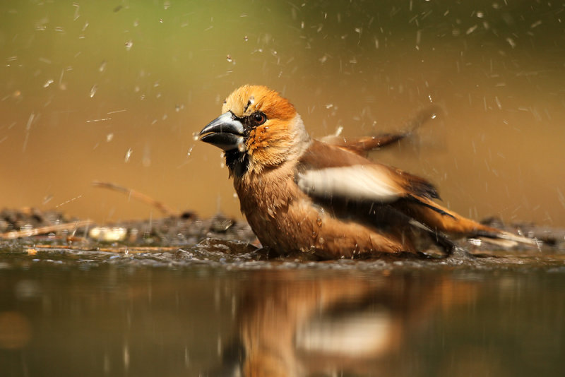 Appelvink - Hawfinch