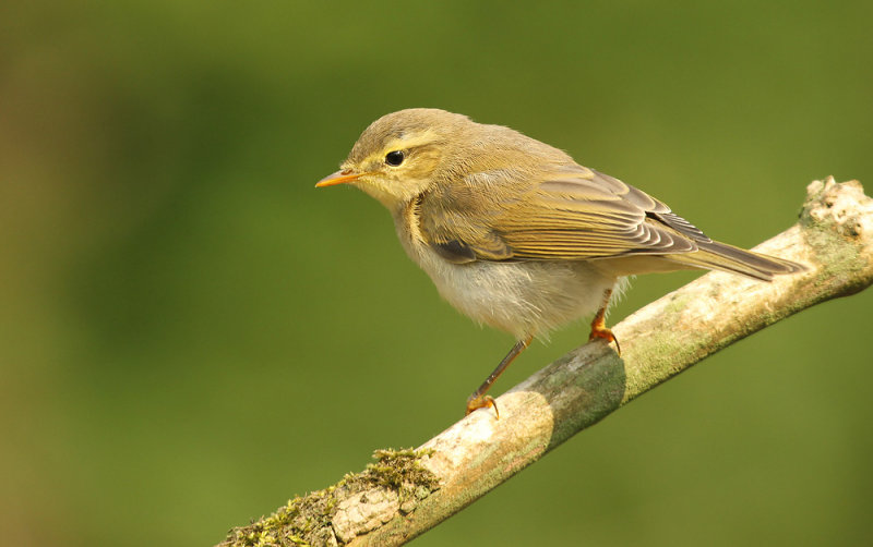 Fitis - Willow Warbler