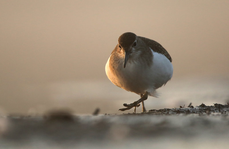 Oeverloper - Common Sandpiper