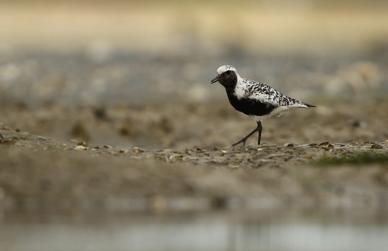 Zilverplevier - Grey Plover