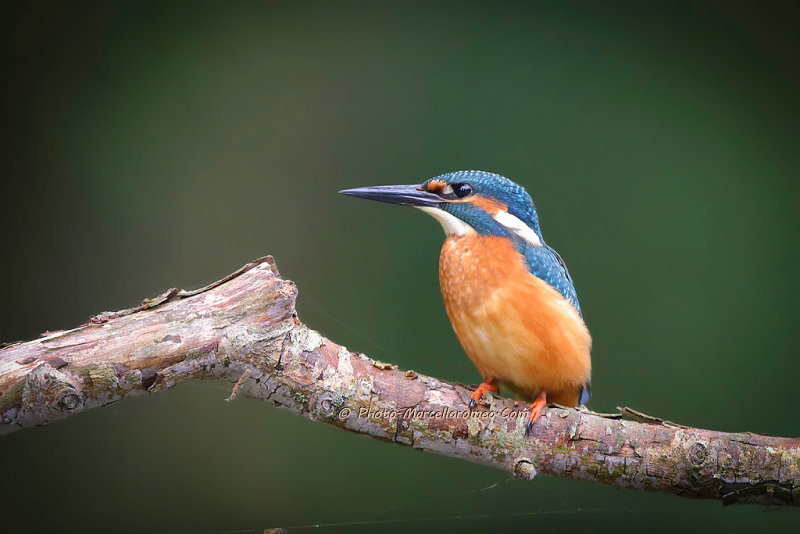 IJsvogel  Marcel De Bruin