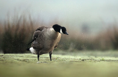 Canadese Gans - Canada Goose