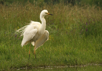 Grote Zilverreiger - Great White Egret