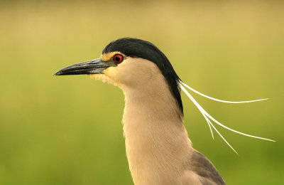 Kwak - Night Heron